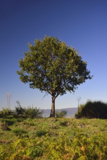 Green tree growing on Mt Etna