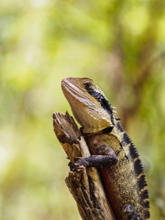 Water dragon (Intellagama lesueurii) perching on branch