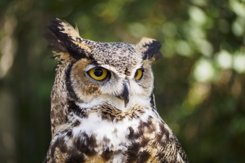 Portrait of Great horned owl (Bubo virginianus)