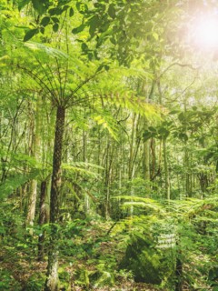 Plants in rainforest