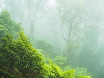 Rainforest in fog