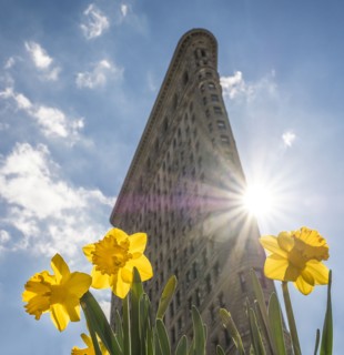 Flatiron building with daffodils in foreground. USA, New York, New York City.