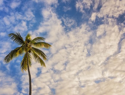 Palm tree against cloudy sky