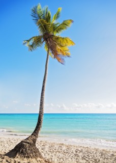 Dominican Republic, Palm tree growing in sandy beach