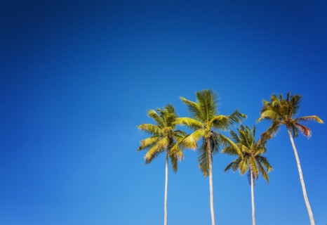 Palm trees against clear sky