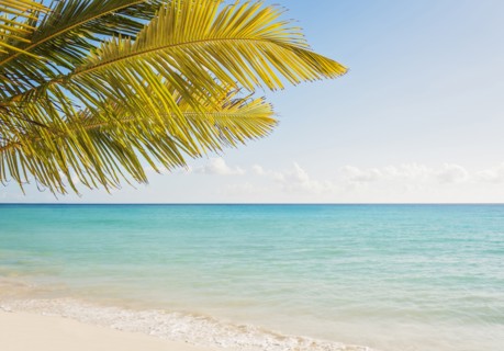 Palm tree growing in sandy beach