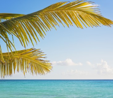 Palm tree against turquoise sea