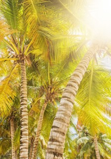 Palm trees at sunny day