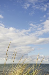 Cape Cod seascape with marram grass in sunlight