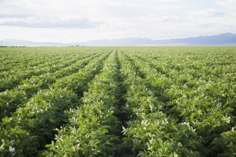 Field with rows of potato plants