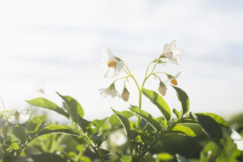 Close-up of flowering potato plant
