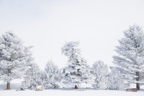 Pine trees and junipers covered with snow