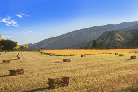 Bales of hay drying on fields