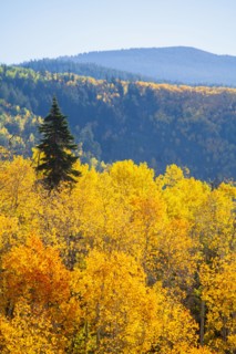 Landscape with autumn forest