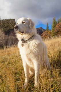Sheepdog sitting in grass at farm