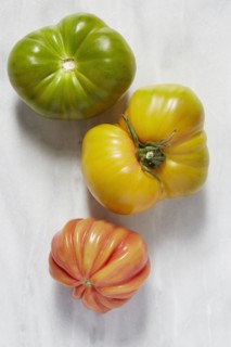 Tomatoes on white background