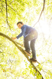 Boy (6-7) climbing branch