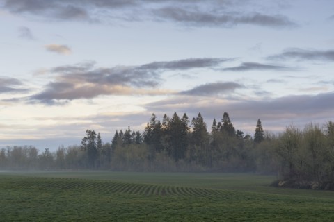 Fog over meadow with forest in background