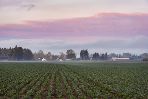 Green field in fog at dawn
