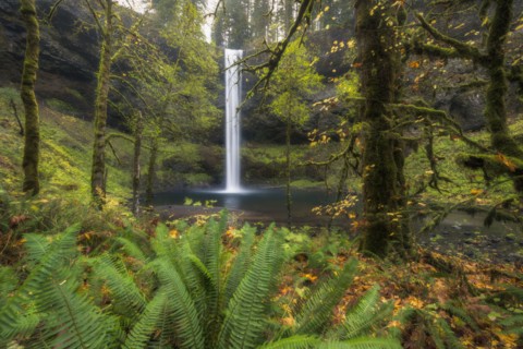 Waterfall in green forest
