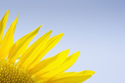 Close-up of sunflower