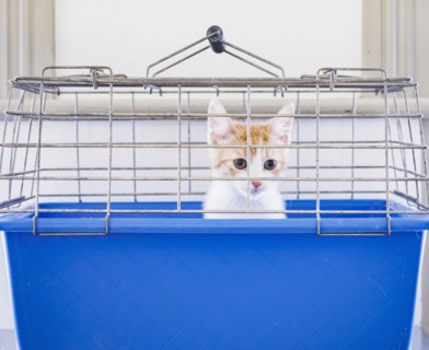 Portrait of kitten in cage