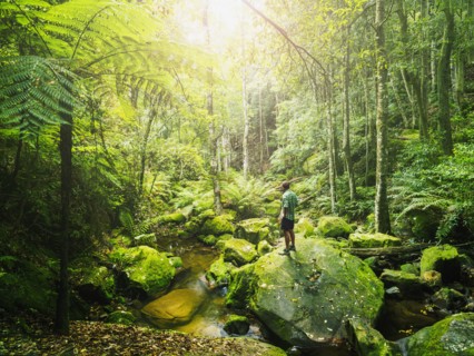 Mid adult man standing on rock in green forest