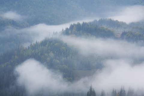 Landscape with forest in fog