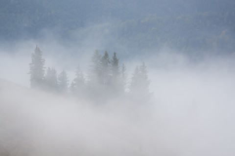 Landscape with forest in fog