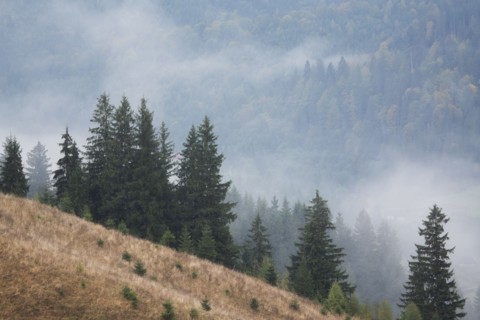 Landscape with forest in fog