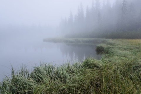 Forest Lake and trees in fog