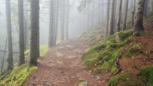 Footpath in forest in fog