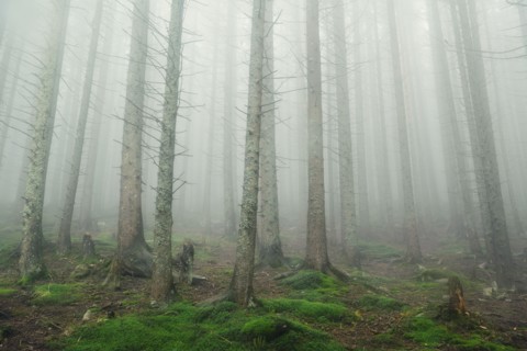 Forest trees in fog