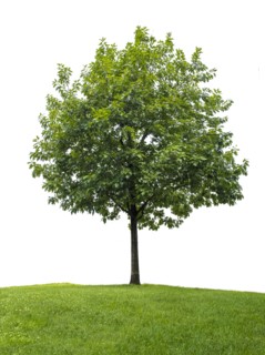 Little oak tree against white background.