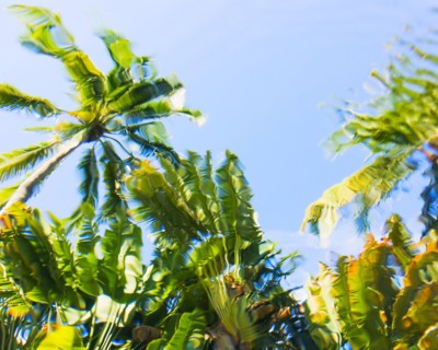 Underwater view of palm trees against clear sky