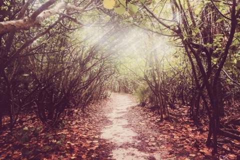 Footpath in forest
