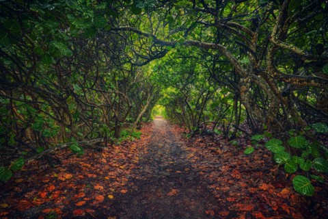 Footpath in forest