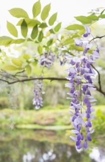 Wisteria in bloom