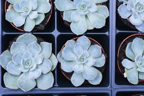 Plants in flower pots