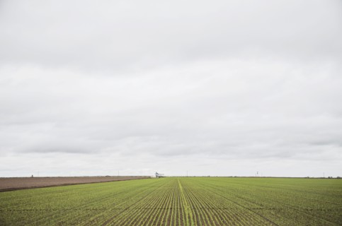 Field in spring