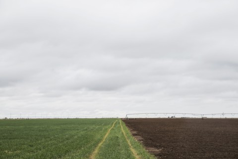 Tire tracks in green field
