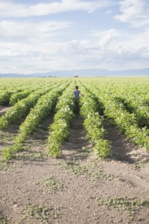 Boy (6-7) walking in field