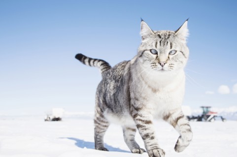 Cat walking on snow