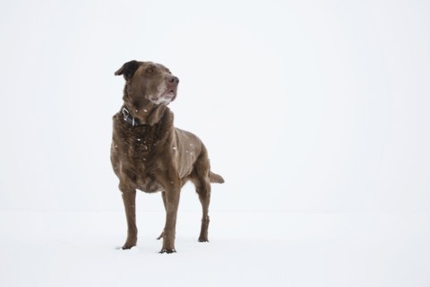 Dog standing on snow