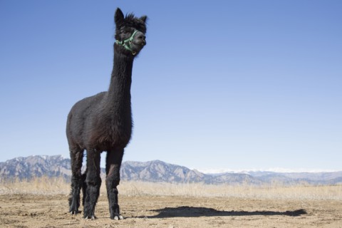 Portrait of black alpaca (Vicugna pacos) against blue sky