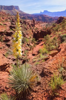 Yucca and desert canyon landscape