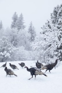 Colorado, Group of gobblers hunting in snow