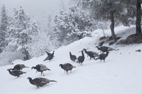 Colorado, Group of gobblers hunting in snow