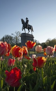 Massachusetts, Boston, Low angle view of Statue of George Washington and tulips in Boston Public Garden