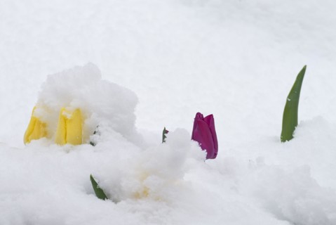 Colorado, Denver, Flowers in snow